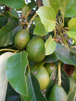 Reines natives Bio Avocadoöl 250ml