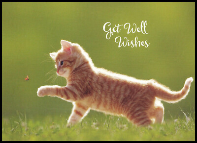 Greeting Card - Cat Kitten TABBY - Religious - Leoba - Get Well M0628