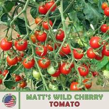 50 Matt's Wild Cherry Tomato Seeds, Organic, Genuine USA