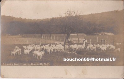 USA - Haskell, NJ, Angora Goat Farm Goat