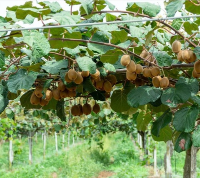 #ad Kiwi Plant Jenny Actinidia Deliciosa Hybrid Fruiting Tree 6 8 Inch Tall 4quot; Pot $69.95