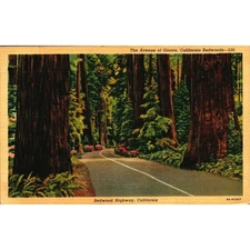 Postcard California Landscape Redwood Highway Avenue of Giants Linen Era
