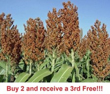 Sweet Sugar Drip Sorghum Seeds - 800-1000 seeds