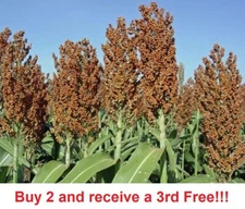 Sweet Sugar Drip Sorghum Seeds - 800-1000 seeds