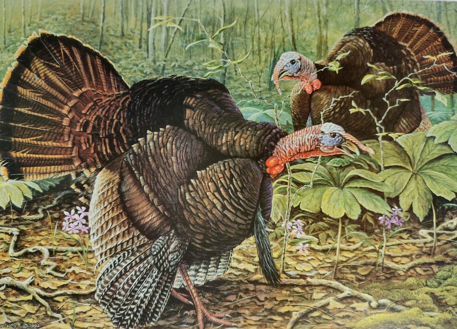 Vintage 1998 Terry Hoyt "Spring Duet" Art Print Wild Turkeys Wildlife Fowl