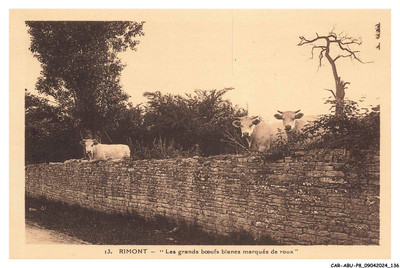 CAR-ABUP8-0709-71 - RIMONT - Les grands boeufd blancs marqués de roux