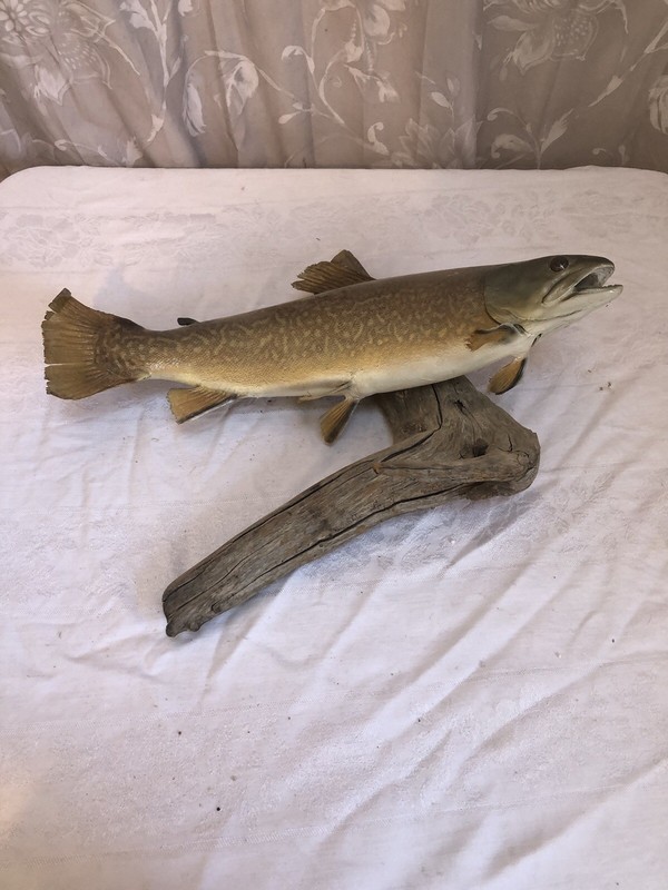 Wall Mounted Trout Trophy Fish (LOCAL PICKUP ONLY! 19464)