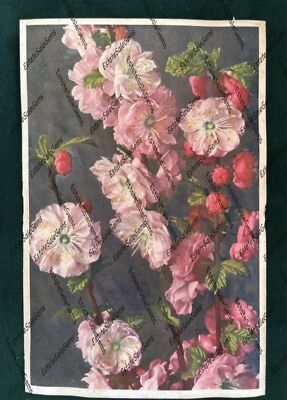 Vintage Postcard pink flowers Prunus triloba hort. AS IS 