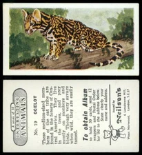 Ocelot #19 Interesting Animals 1954 Neilson's Card