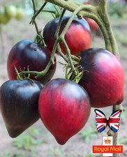 TOMATO 10 SEEDS ?Sgt Peppers? RARE PINK BLACK HEART HEIRLOOM ANTHOCYANIN OXHEAR