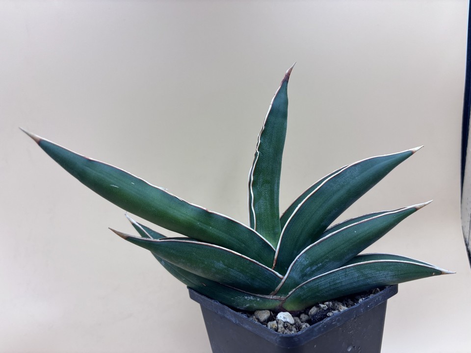 Sansevieria Almond Blue | eBay