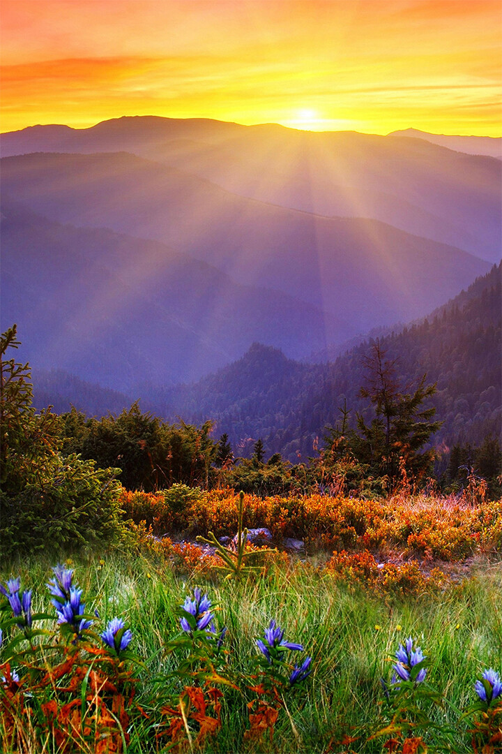 Mountains Flower Sunset Nature Painting Wall Art Home Decor