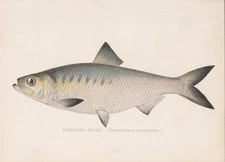 Original Antique Fish Print: Hickory Shad by Sherman Foote Denton 1902