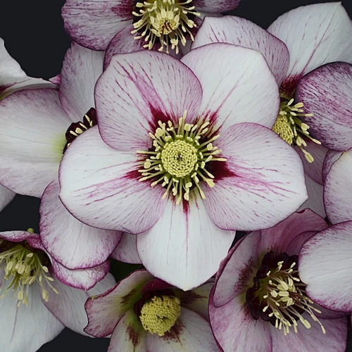 Hellebore French Kiss Perennial Rare Lenten Rose