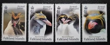 Falkland Isl. 2024  / Macaroni Penguins (Eudyptes chyrsolophus)