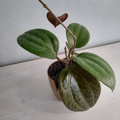 Hoya Sarawak Rare Tropical Hoya Plant Exotic Wax Plant Indoor Hanging Plant