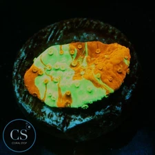 CS WWC GRAFTED MONTI - WYSIWYG LIVE CORAL