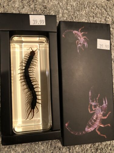 Knotts Berry Farm Amber Glass Centipede Collectible New