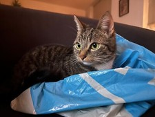 [TEST][TEST ITEM] Photo of a cat [DO NOT BUY]