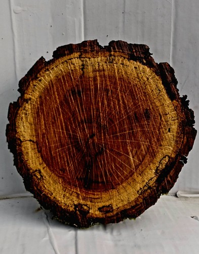 Black Walnut Live Edge Round Slice Slab Cookie Unfinished Wood Woodworking W463