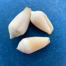 #10 Imbricaria punctata 11.1-13.7mm Palau, Carolinas