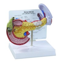 3B Scientific W33367 BauchspeicheldrüSe Anatomie-Modell Mit Pathologien