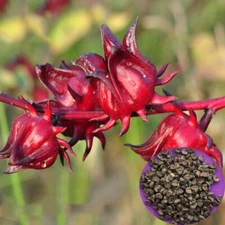 Roselle Seeds - Hibiscus sabdariffa - Red Jamaican Sorrel Florida Cranberry Herb