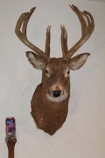 Whitetail Deer Head Shoulder Mount Taxidermy Cape Shed Antler Hunt Mule Rack