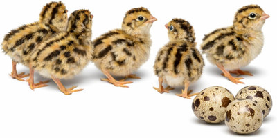 Daily Bread Homestead Coturnix Quail Fertile Hatching Eggs - 12Ct