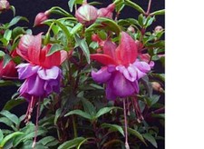 3  X  FUCHSIA UPRIGHT PLUG PLANTS  CHOICE OF VARIETIES   PRE ORDER FREE POSTAGE