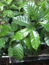 Coffee Plant-Coffea Arabica-4inch Pot-4 To 5 Plants-Up to 12 Inches Tall