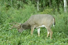 Deer Food Plots - Peas and Oats Cover Crop Seeds - Fast Growing, Use in Spring o