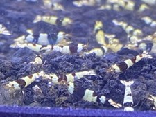 6 Shrimp Mix 3 Crystal Black Shrimp CBS PBL  3 Crystal Red Shrimp CRS PRL