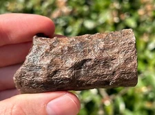 Florida Fossil Deer Antler Mammal Ice Age 2.35” Pleistocene Bones Odocoileus