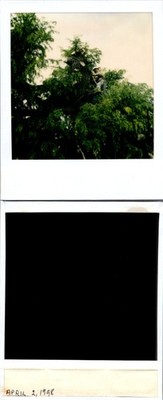 Tree Worker Arborists cutting Tree Found Polaroid Color Photo V0186