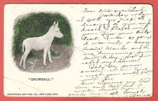 “SNOWBALL” – BUEDINGEN ART PUB. CO., NEW YORK CITY. – c. 1907 UDB Postcard