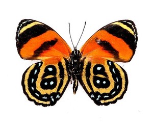 BUTTERFLY/MOTH/MOUNTED Real Framed Verso Mount CALLICORE CYNOSURA