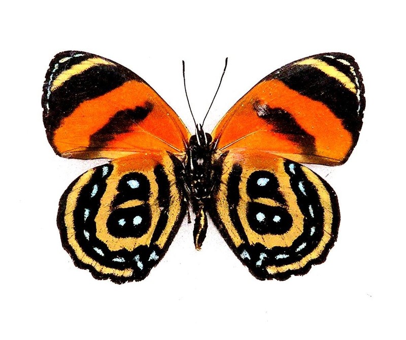 BUTTERFLY/MOTH/MOUNTED Real Framed Verso Mount CALLICORE CYNOSURA