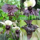 Tacca Se eds Collection (Tacca nivea + Tacca chantrieri)