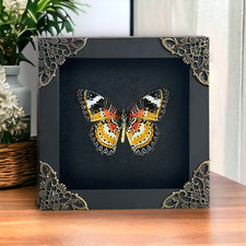 Black Frame Insect Bug Specimen Frame for Classroom Taxidermy Butterfly Beetle