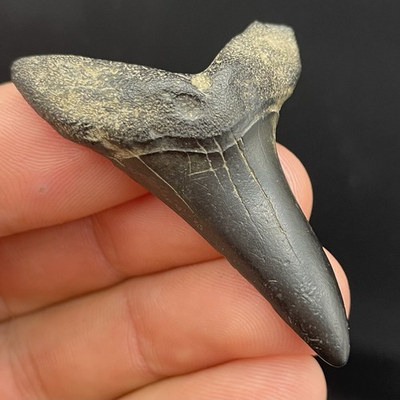 #ad Isurus Desori Shortfin Mako Shark Tooth Fossil 2” South Carolina Natural $67.49