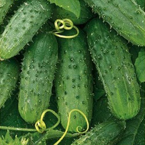 Seeds Gherkin Cucumber Parisian Bush Pickling Vegetable Organic Heirloom Organic - Picture 8 of 12