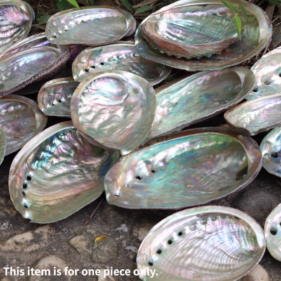 Natürliche Abalone Schale Holzständer Räucherstäbchenhalter Salbei Schmierschale Reinigung