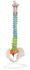 Human Spine & Pelvis Model - Flexible - Color-Coded Vertebrae - Life Size