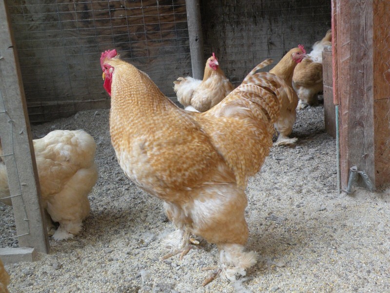 12+6 LARGE BREED LEMON BARRED FRESH AND FERTILE HATCHING EGGS. ( RARE COLOR)