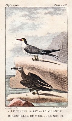 Schwalben Sterna hirundo tern Vogel Vögel birds bird oiseau engraving Buffon