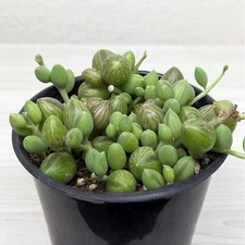 Succulent Plant - Senecio Herreanus String of Watermelon -  In 4" Pot