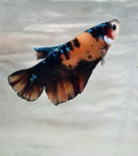 Giant Bettas 4 Inches All Males contact us for your preference