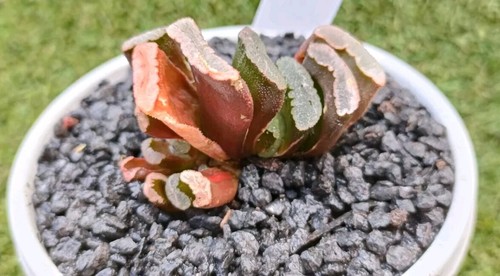 Haworthia truncata Variegated, rare Succulent, display in 10cm pot - Picture 3 of 6