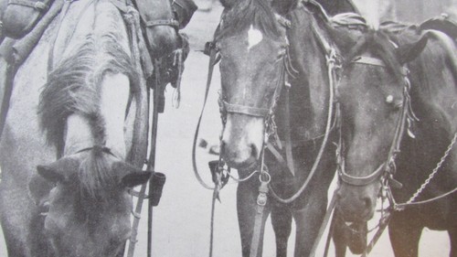 Belgian Solider Cavalryman Sleeping Next To His Horses 1920 Print World War I